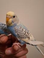 Handtamme grasparkiet, Dieren en Toebehoren, Vogels | Parkieten en Papegaaien