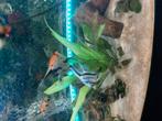 Maanvidsse 13 stuks, Dieren en Toebehoren, Vissen | Aquariumvissen
