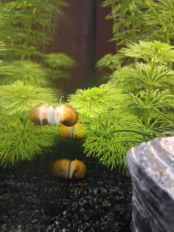 Gestreepte appelslakken, Dieren en Toebehoren, Vissen | Aquariumvissen