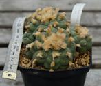 Lophophora jourdaniana albiflora, Enlèvement ou Envoi