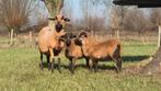 Kameroen lammetjes, Dieren en Toebehoren, Schapen, Geiten en Varkens, Schaap