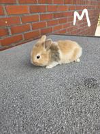 Dwergkonijnen, Dieren en Toebehoren