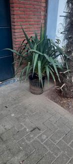 YUCCA spotprijs voor grote plant, Ophalen