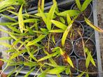 Trachycarpus winsan, Tuin en Terras, Planten | Tuinplanten, Overige soorten, Volle zon, Vaste plant, Ophalen of Verzenden