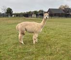 2 drachtige alpaca merries te koop, Dieren en Toebehoren, April, Meerdere dieren