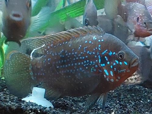 Volwassen Hemichromis cichliden - bimaculatus lifalili exsul, Dieren en Toebehoren, Vissen | Aquariumvissen, Zoetwatervis, Vis