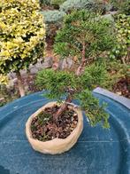 Bonsai startplant, Tuin en Terras, Ophalen