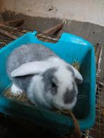 Franse hangoren Te koop, Dieren en Toebehoren, Konijnen, Vrouwelijk, Middelgroot, Hangoor, 0 tot 2 jaar