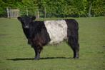 2 Belted Galloway vaarzen, Dieren en Toebehoren, Runderen, Vrouwelijk, 3 tot 6 jaar