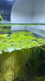 Amazonekikkerbeet (€1,50/stuk of €5/5 stuks), Dieren en Toebehoren, Ophalen, Plant(en), Steen of Hout