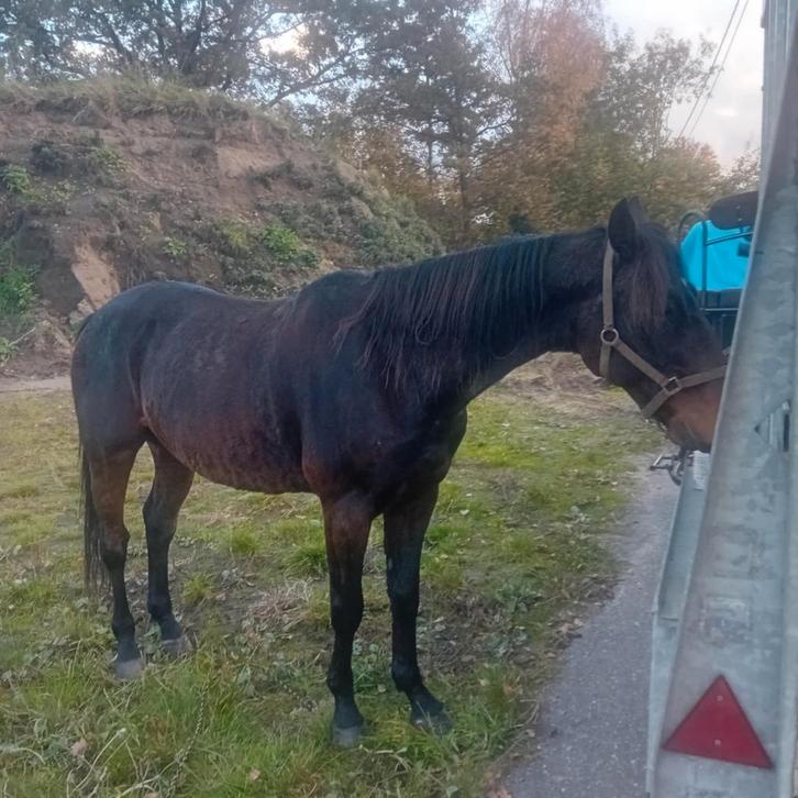 2 brave  dravers te koop, Dieren en Toebehoren, Paarden