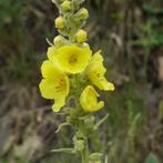 Graines de Verbascum jaune, Tuin en Terras, Bloembollen en Zaden, Verzenden, Zaad