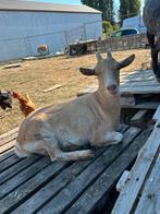 2 geiten te koop, Dieren en Toebehoren, Schapen, Geiten en Varkens, Meerdere dieren, Geit, 0 tot 2 jaar