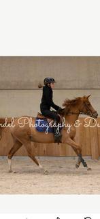 Chique d pony merrie met veel potentieel, Dieren en Toebehoren, Pony's, Merrie, B