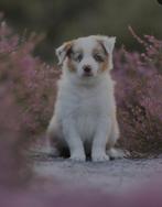 Prachtig particulier nestje Border Collie pups, België, Particulier, Reu, 8 tot 15 weken