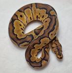 Clown het Dg vrouw, Dieren en Toebehoren, Slang, Tam, 0 tot 2 jaar