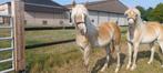 haflinger jaarling merrie, Gechipt, 0 tot 2 jaar, Onbeleerd, Merrie