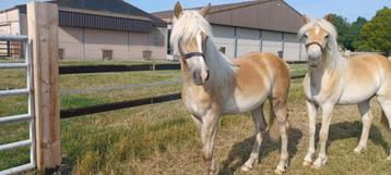 haflinger jaarling merrie beschikbaar voor biedingen
