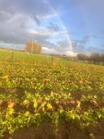 Handgerooide bieten, Zakelijke goederen, Ophalen