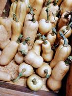 Butternuts, Zakelijke goederen, Landbouw | Aardappelen, Groenten, Fruit en Vlees, Ophalen