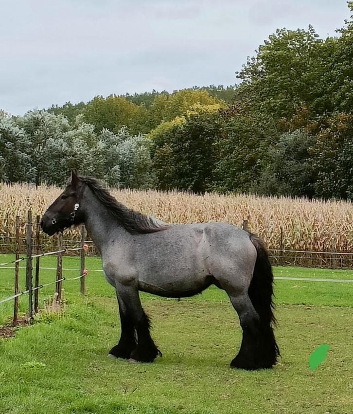 Trekpaard. Blauwschimmel, Dieren en Toebehoren, Paarden, Merrie, Onbeleerd, 160 tot 165 cm, 3 tot 6 jaar, Tuigpaard, Met stamboom