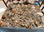 Schelpen, Verzamelen, Mineralen en Fossielen, Ophalen, Schelp(en)