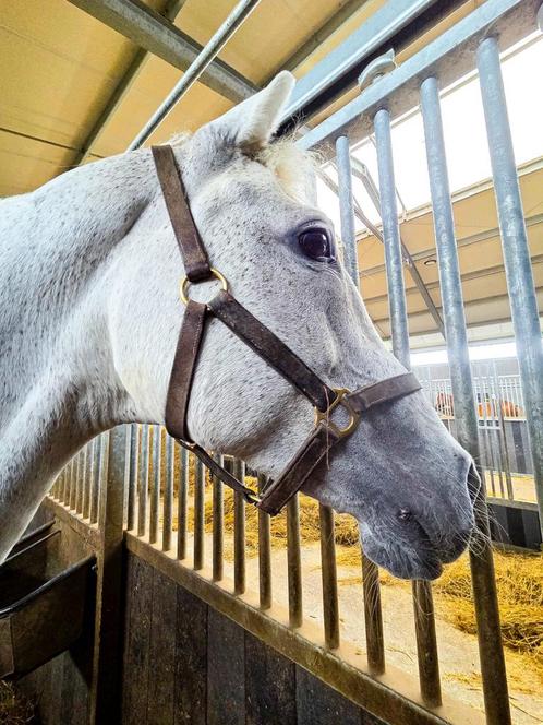 Merrie Clintona – drachtig van Uricas van de Kattevenn, Dieren en Toebehoren, Paarden, Merrie, Zadelmak, 165 tot 170 cm, 11 jaar of ouder