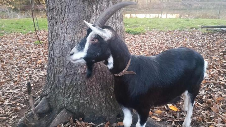 geiten en schaap te koop, Dieren en Toebehoren, Schapen, Geiten en Varkens, Geit