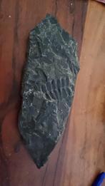 Vuursteen fossiel, Enlèvement ou Envoi, Fossile