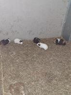 Cavia beertjes, Dieren en Toebehoren, Mei, Mannelijk, Cavia