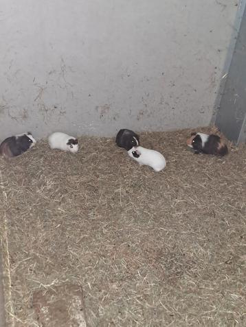 Cavia beertjes  beschikbaar voor biedingen