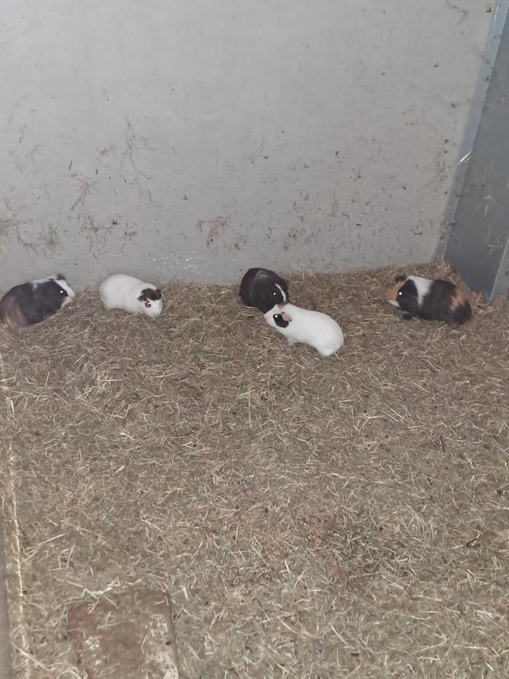 Cavia beertjes, Dieren en Toebehoren, Knaagdieren, Mannelijk, Cavia, Mei