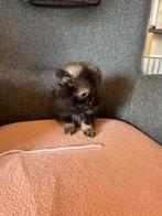 Kleine sociale pomeriaan pups, Dieren en Toebehoren, Honden | Chihuahua's en Gezelschapshonden, België, Fokker | Hobbymatig, Overige rassen