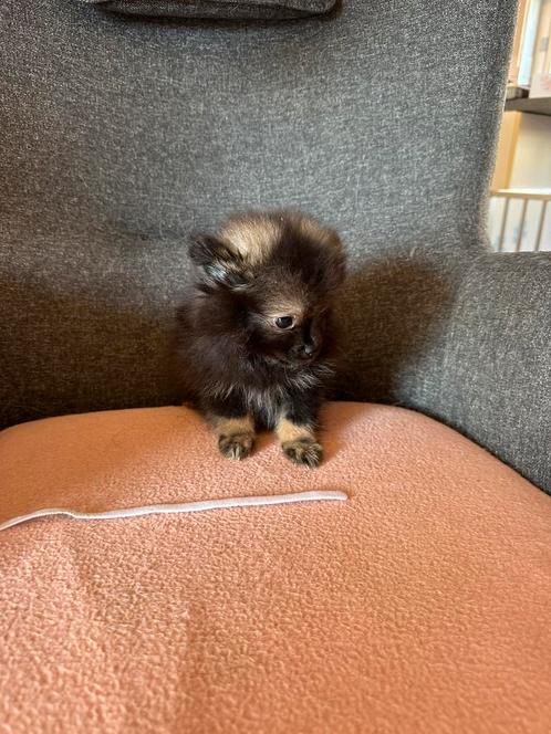 Kleine sociale pomeriaan pups, Dieren en Toebehoren, Honden | Chihuahua's en Gezelschapshonden, Meerdere dieren, Overige rassen