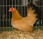 Trio bruine Chabo kippen en trio geelzwartstaart Chabo