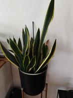 Sanseveria, Enlèvement