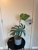 Monstera Deliciosa Variegata, Ophalen, Overige soorten, Halfschaduw, In pot