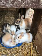 Dwergkonijntjes, Dieren en Toebehoren, Konijnen, Meerdere dieren, Dwerg, 0 tot 2 jaar