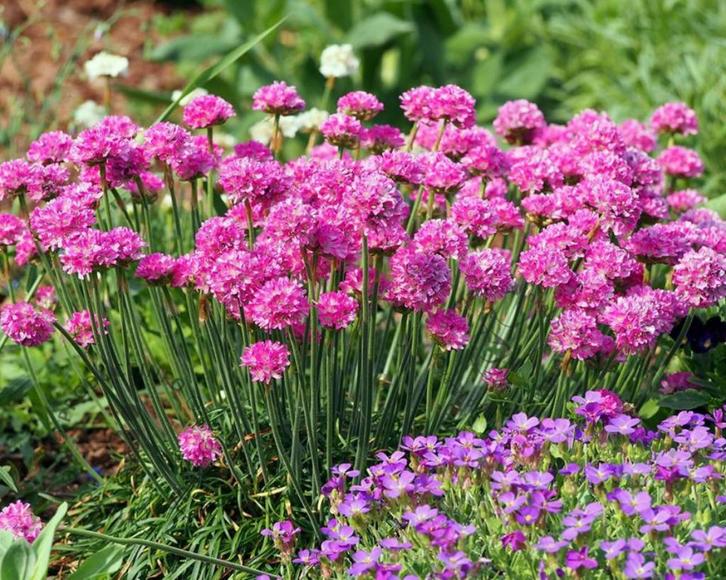 Armeria Splendens of Engels gras, Tuin en Terras, Planten | Tuinplanten, Vaste plant, Bodembedekkers, Ophalen