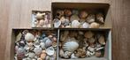 Verzameling schelpen, Verzamelen, Mineralen en Fossielen, Ophalen of Verzenden