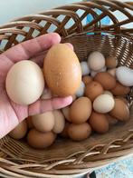 Verse bio eieren, Dieren en Toebehoren, Pluimvee, Vrouwelijk, Kip