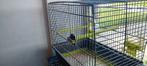 Vogel, Dieren en Toebehoren