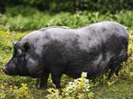 Hangbuikvarken zoekt een nieuwe thuis