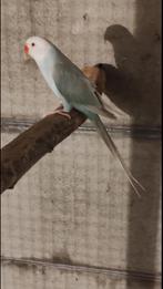 Halsbandparkiet pop 2023, Dieren en Toebehoren