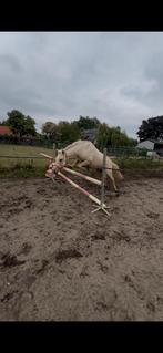 Enorm gave c pony, nog groen!, Dieren en Toebehoren, Ruin, M
