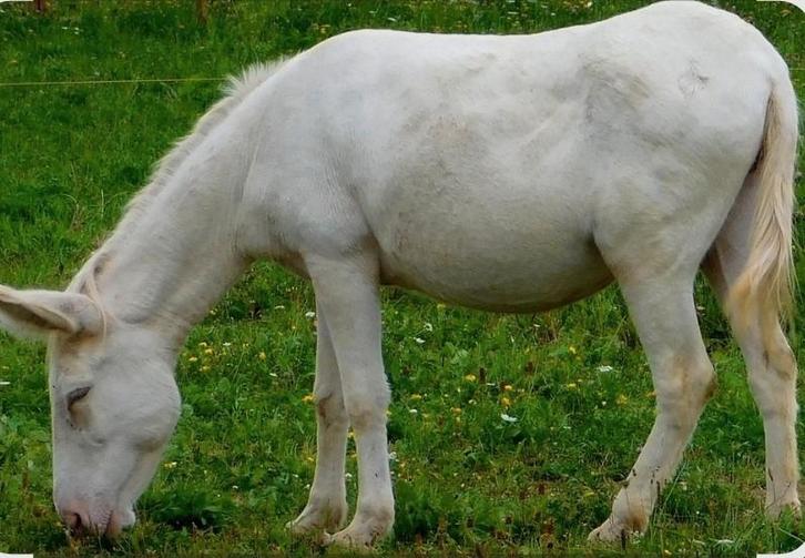 Weidemaatje gezocht / weide te huur, Dieren en Toebehoren, Stalling en Weidegang