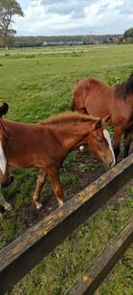 Marlies (jong veulen 3 maand)