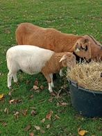 Verder op te kweken bokje, Mannelijk, Schaap, 0 tot 2 jaar