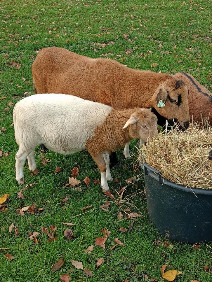 Verder op te kweken bokje, Dieren en Toebehoren, Schapen, Geiten en Varkens, Schaap, Mannelijk, 0 tot 2 jaar