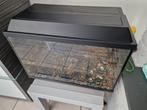 Vis Aquarium/goude vis, Vis, Zoetwatervis